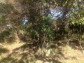 Vacant Stand, Morgans Bay 2